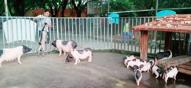 走進香市動物園，開啟一場奇妙的動物王國之旅。