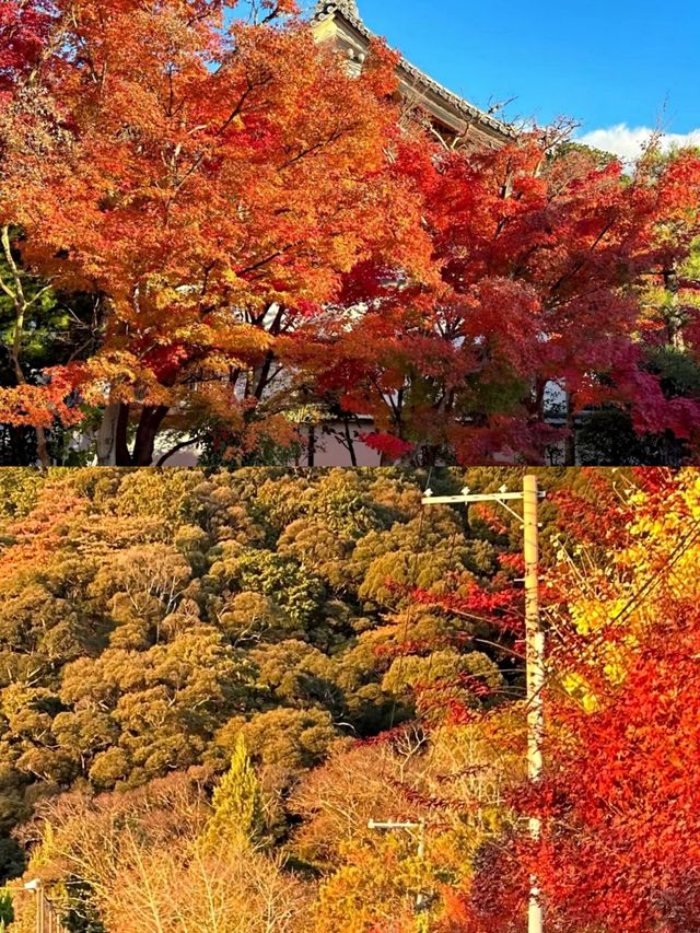 京都賞楓葉‖南禪寺旅遊打卡避坑攻略。