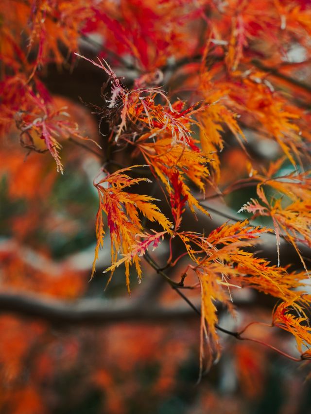 昆山寶藏賞楓地——亭林園