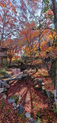 【最美紅葉季】京都檀林寺：寂靜的熱鬧的休養生息的…暖意