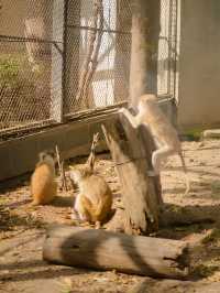 【廣州長隆】野生動物園兩日遊，與小動物親密接觸