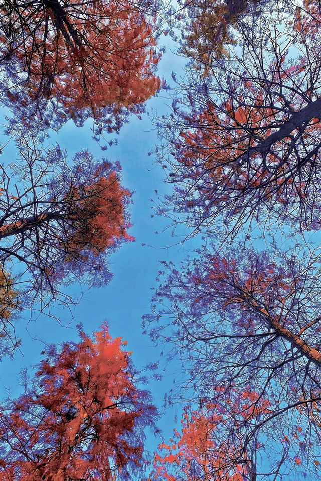 驚！泉州森林公園藏着一片「紅海」