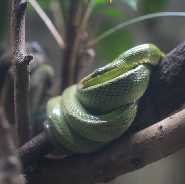 Singapore Zoo