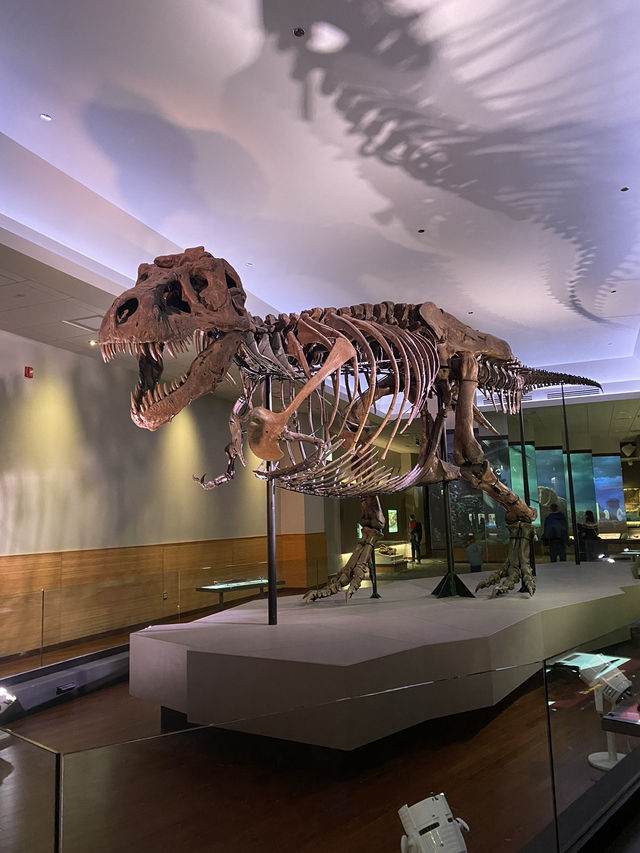 Meet the largest Dinosaur in Chicago 