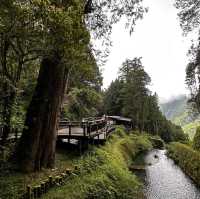 阿里山神木線