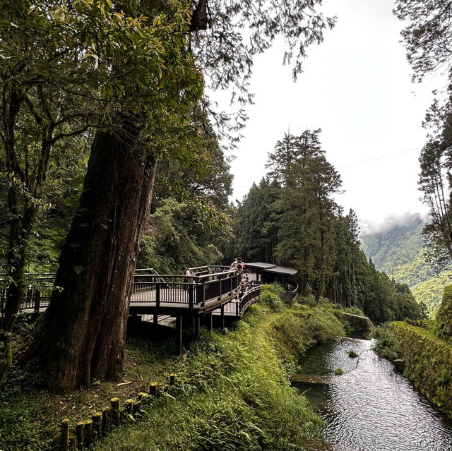 阿里山神木線