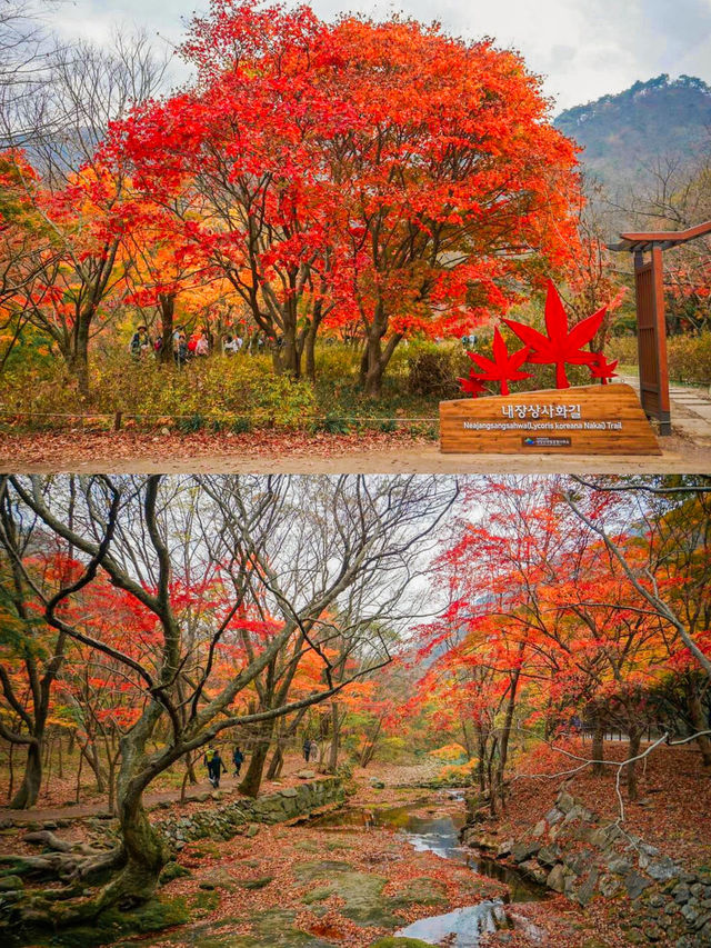 Enchanting Autumn at Naejangsan National Park