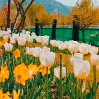 MESMERISING VIEW OF 73 VARIETIES OF TULIPS.