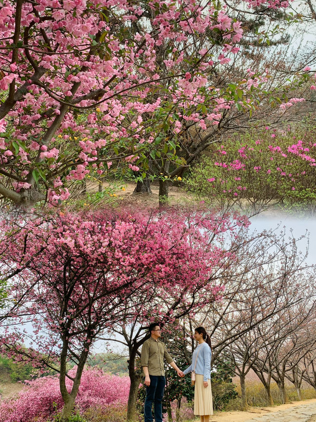 Chilbong: Blooming Wonders and Panoramic Views of Jeonju