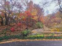 A nice trail of autumn foliage at Namsan Park trail