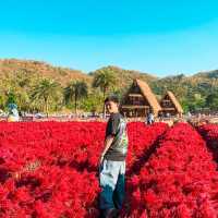 Hokkaido Flower Park Khao Yai 