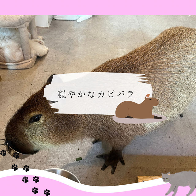 【吉祥寺】カピバラ＆猫と遊べる！？ユニークなカフェ