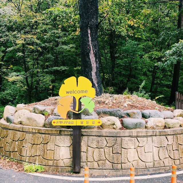 Hongcheon Ginkgo Forest