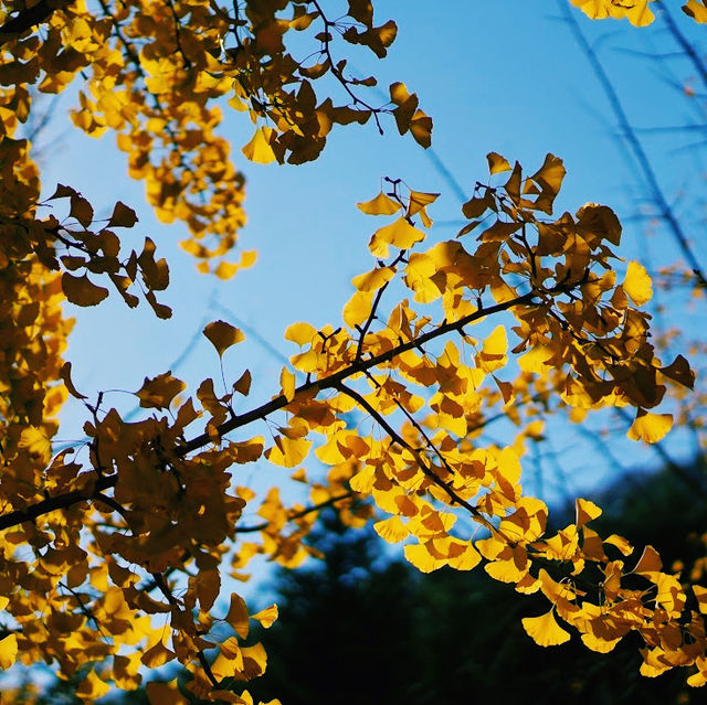 Hongcheon Ginkgo Forest