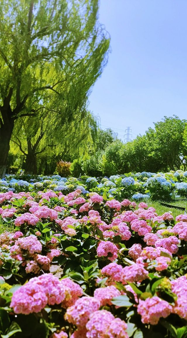 北京公園|美成油畫的世界花卉大觀園