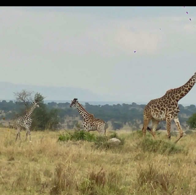 Serengeti national park Tanzania 