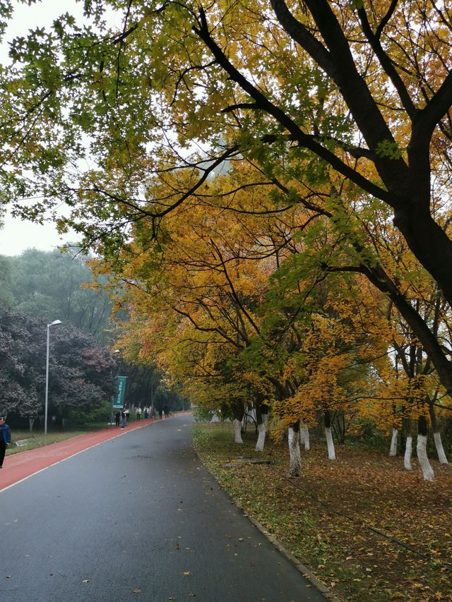 奧林匹克森林公園。