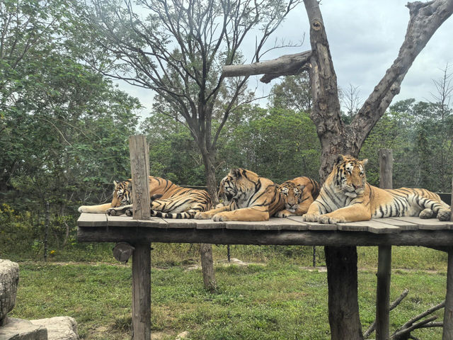 上海野生動物園‖旅遊必去小孩老人都喜歡。