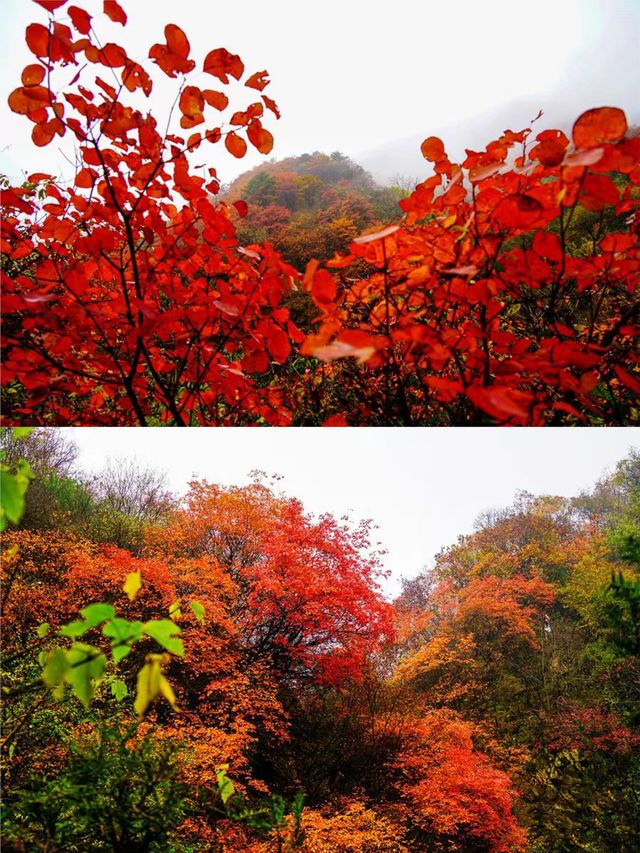 西安‖藍田雲台山紅葉正當時。