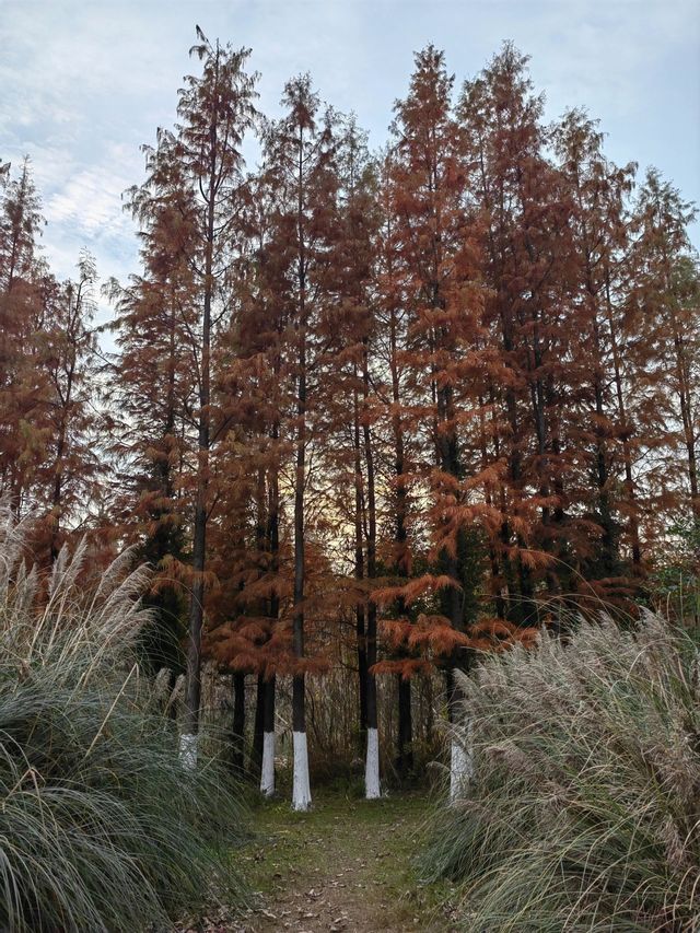 湖北襄陽月亮灣公園｜晚秋賞紅杉的高光時刻。