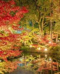 Explore Kyoto's Nighttime Autumn Foliage in 2023