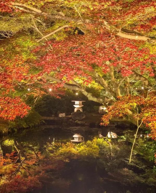 Explore Kyoto's Nighttime Autumn Foliage in 2023