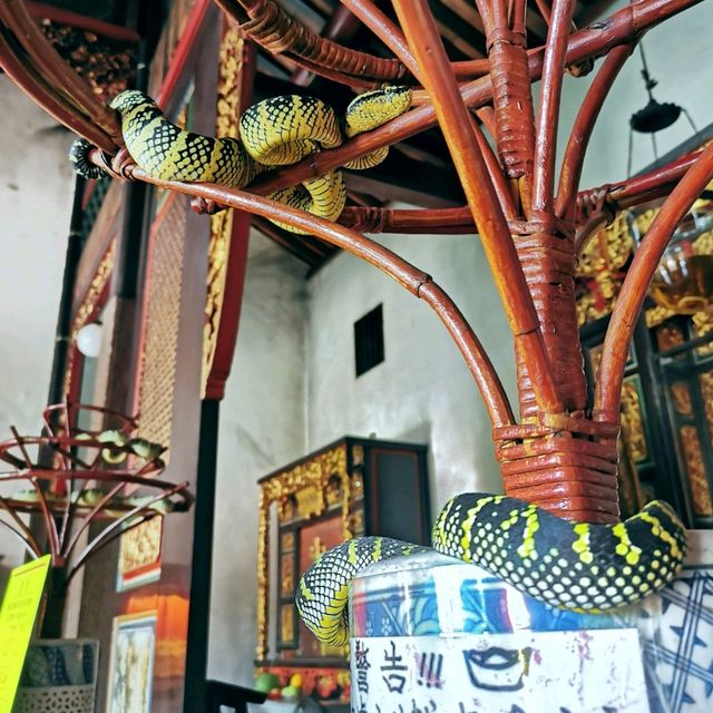 Amazing Snake Temple in Penang