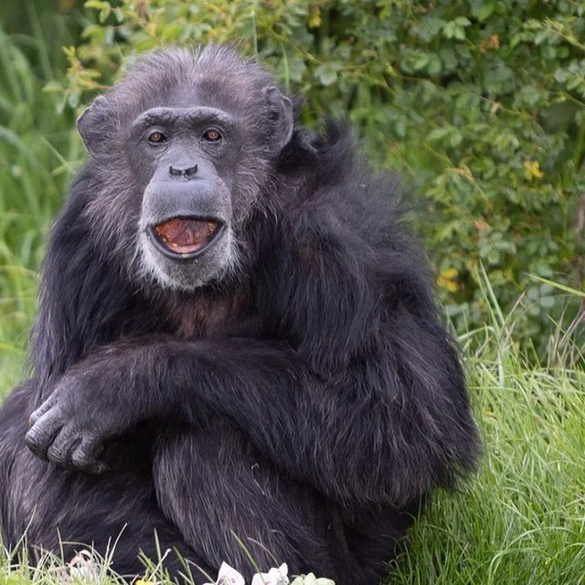 【吉隆坡】馬來西亞國家動物園～迷人野生動物