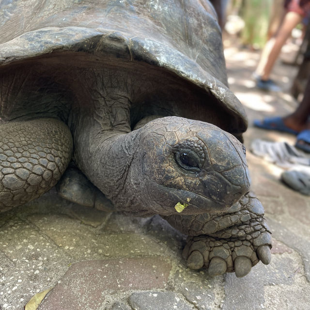 The old tortoise sanctuary in Zanzibar 