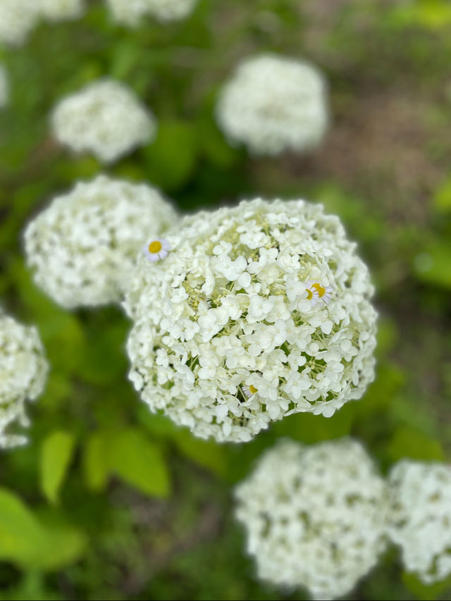 日本最大級の紫陽花の海原を見に行こう🥰💠🤍みちのくあじさい園