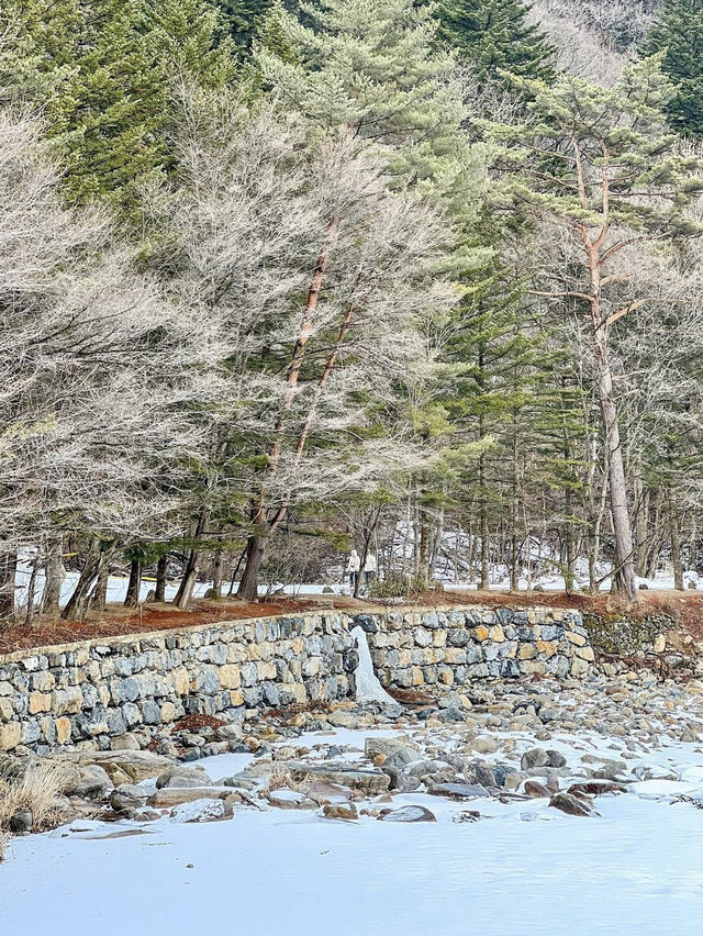 뽀드득 눈밭 위를 걸으며 피톤치드 충전🌳