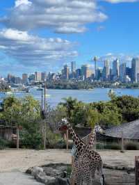 Taronga Zoo Sydney: A Wildlife Wonderland with Stunning Views