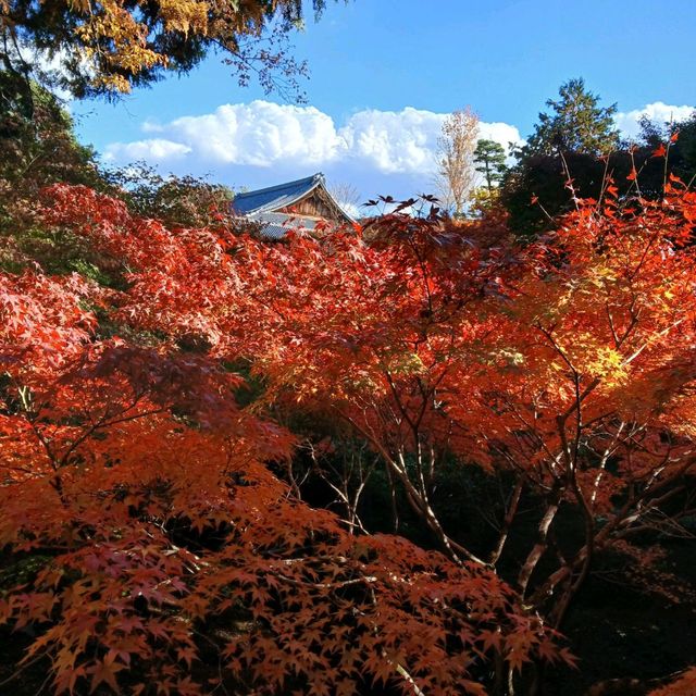 2024東福寺楓紅