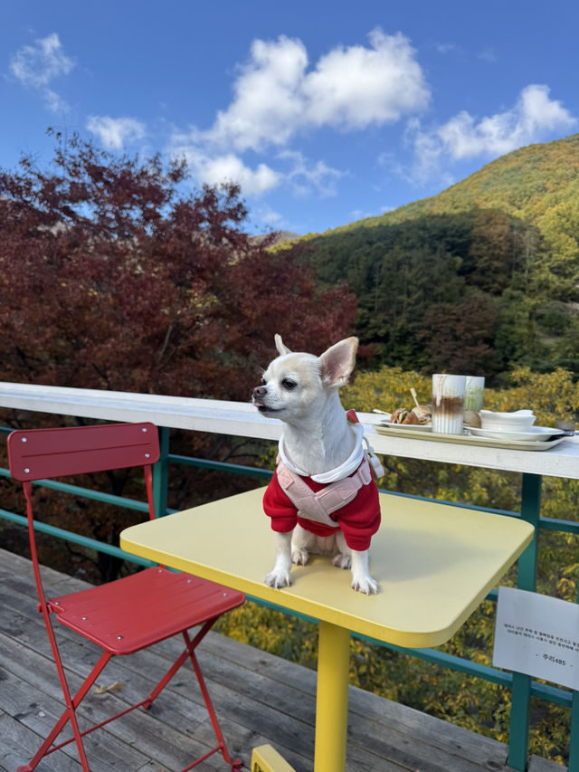 강아지와 함께 방문한 단풍명소 주리485