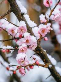 冰雪溫泉，冰火兩重天的震撼體驗