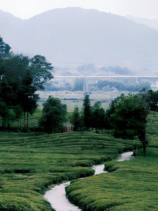 云端神仙的茶園——寒溪村