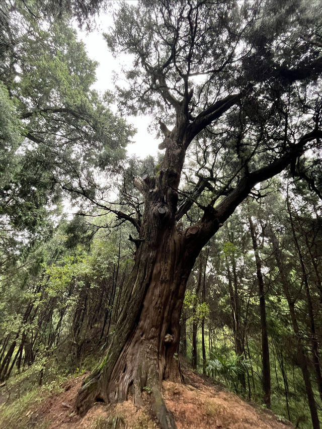 翠雲廊。