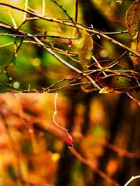 西安‖藍田雲台山紅葉正當時。