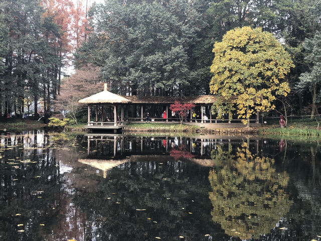 冬季，杭州太子灣公園種植近40萬株鬱金香