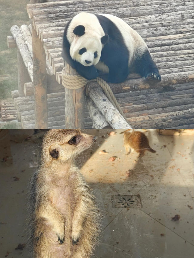 冬日探秘大連森林動物園，動物萌態百出！