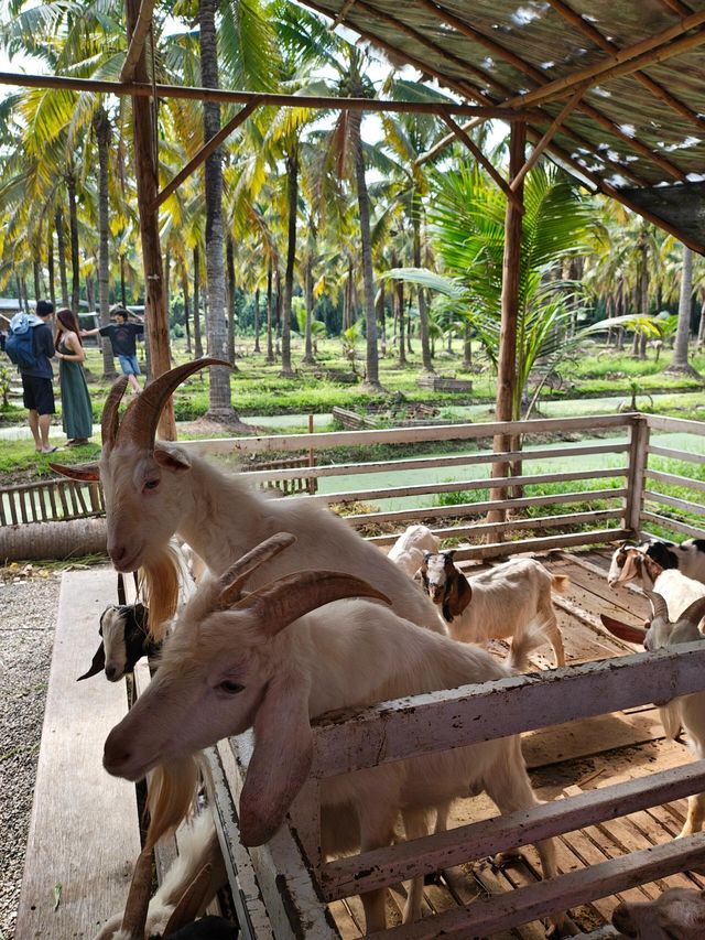 週末限定 清邁 Coconut Market