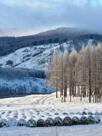 內蒙古烏蘭布統｜南方人夢裡的林海雪原