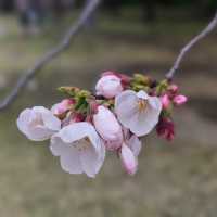 Chasing Japan Cherry Blossom Version 2024