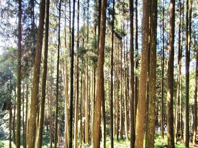 嘉義｜阿里山國家森林遊樂區