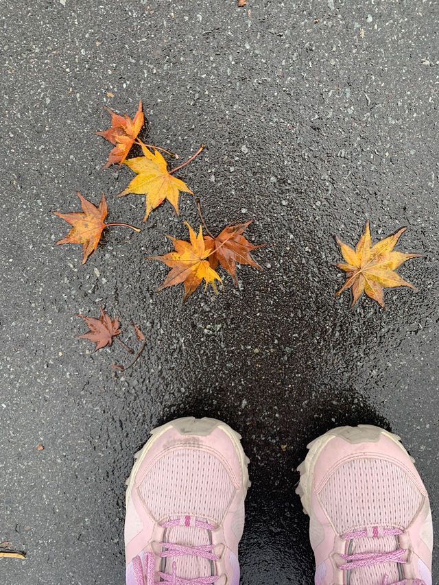 輕井澤的花葉之火焰點點黃金遍遍