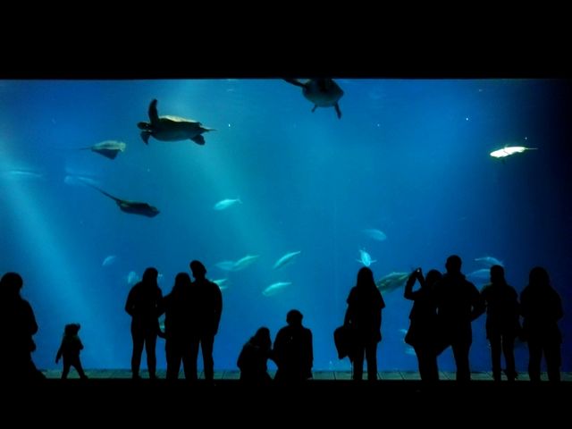 Monterey Bay Aquarium สหรัฐอเมริกา