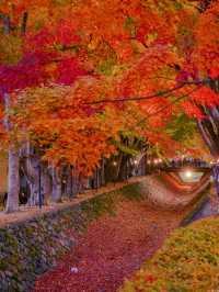 【山梨】富士山と紅葉を楽しもう！秋の河口湖🗻🍁