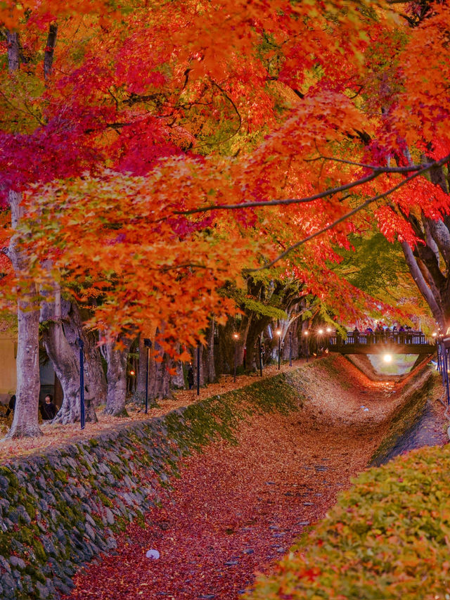 【山梨】富士山と紅葉を楽しもう！秋の河口湖🗻🍁