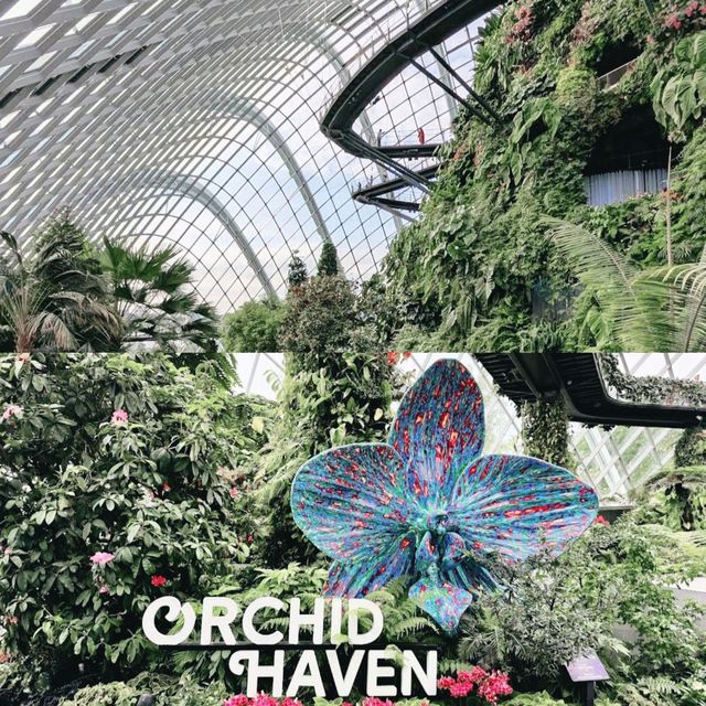 Orchid Haven Singapore