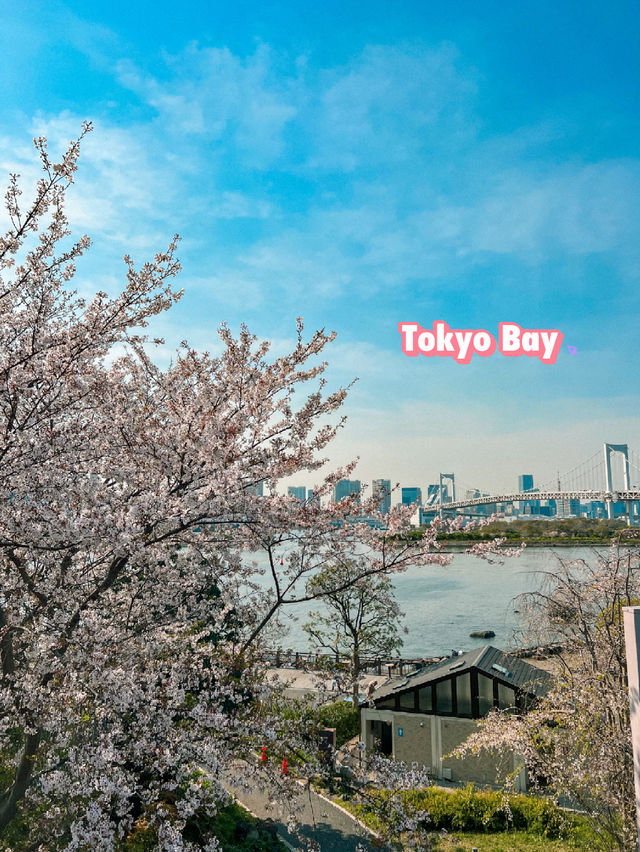 Tokyo: Best Cherry Blossom Photo Locations (Part 2) 🇯🇵